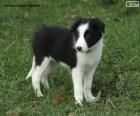 Aslen İskoçya ve İngiltere arasındaki sınırdan gelen bir cins olan Border Collie'den arkadaş canlısı bir köpek yavrusu